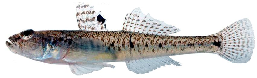 Pomatoschistus minutus_01